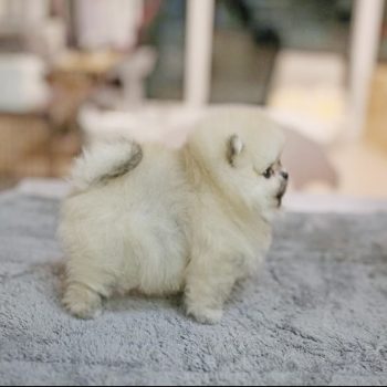 Paisley - Tiny Teacup Pomeranian