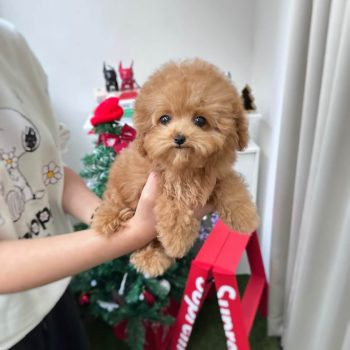 Tasaya – Tiny Toy Poodle For Sale