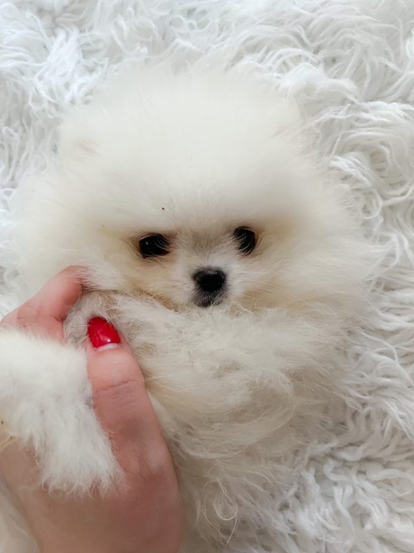 Princess - Tiny Toy Pomeranian