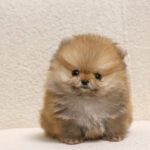 Pancho - Teacup Pomeranian