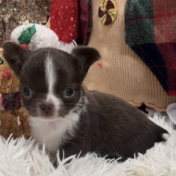 Curly - Teacup Toy Chihuahua