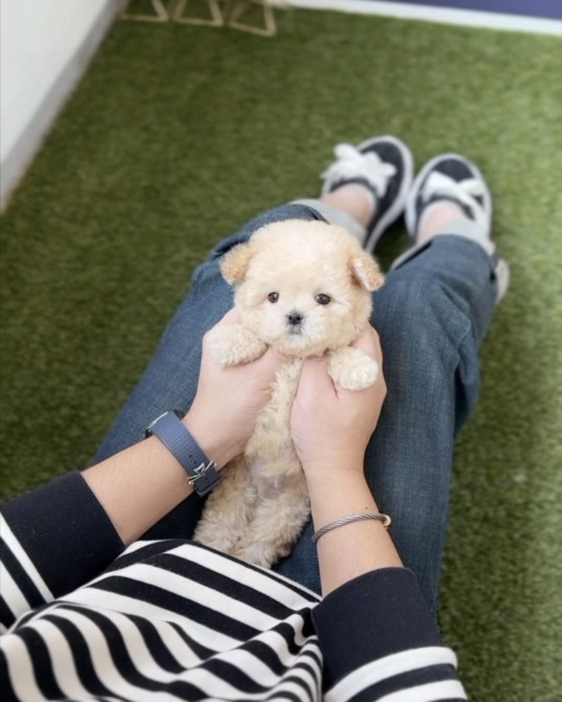 Adorable Teacup Mixed Breeds From Puppy Therapy LLC