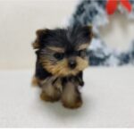 Nancy- Micro Yorkie (copy)