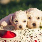 Canine Companionship