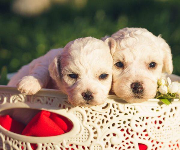 Canine Companionship