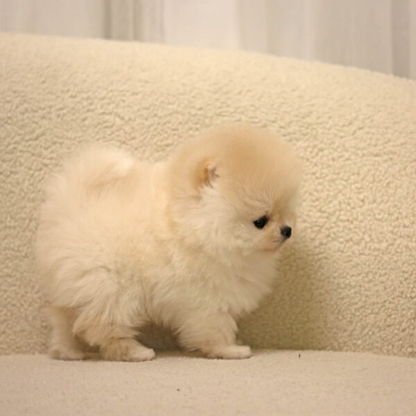 Peyton - Tiny Toy Pomeranian