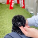 Tiger- Teacup Poodle