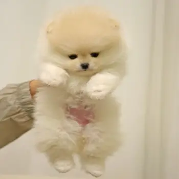 Peyton - Tiny Toy Pomeranian