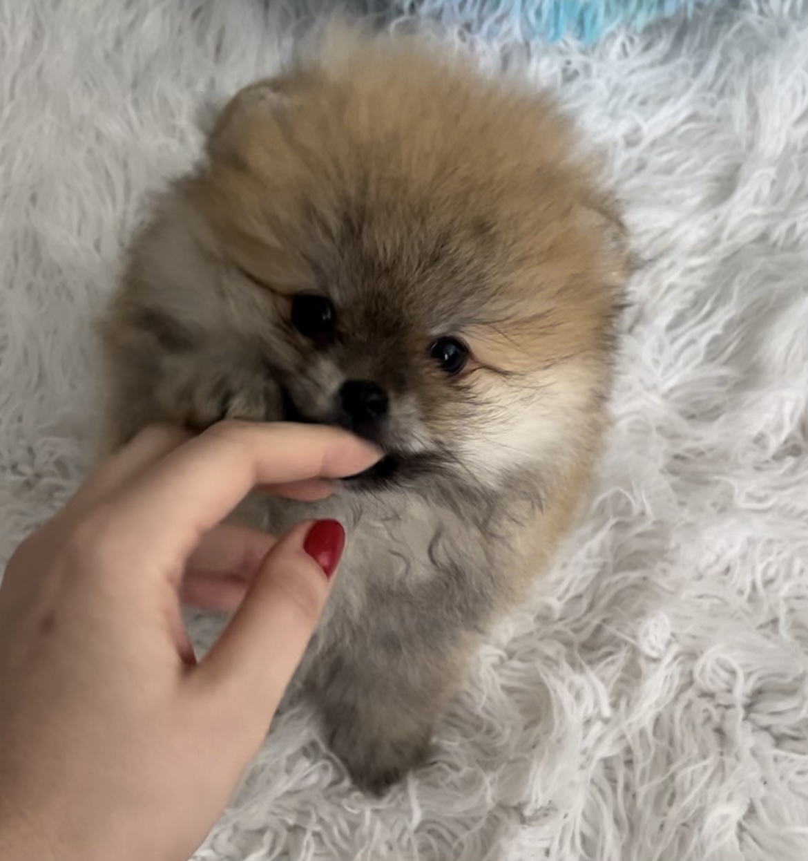Pongo - Super Tiny Micro Pomeranian (copy)