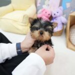 Amaya - Shih Tzu / Yorkie Female