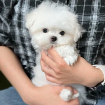 Madison - Micro Teacup Maltese