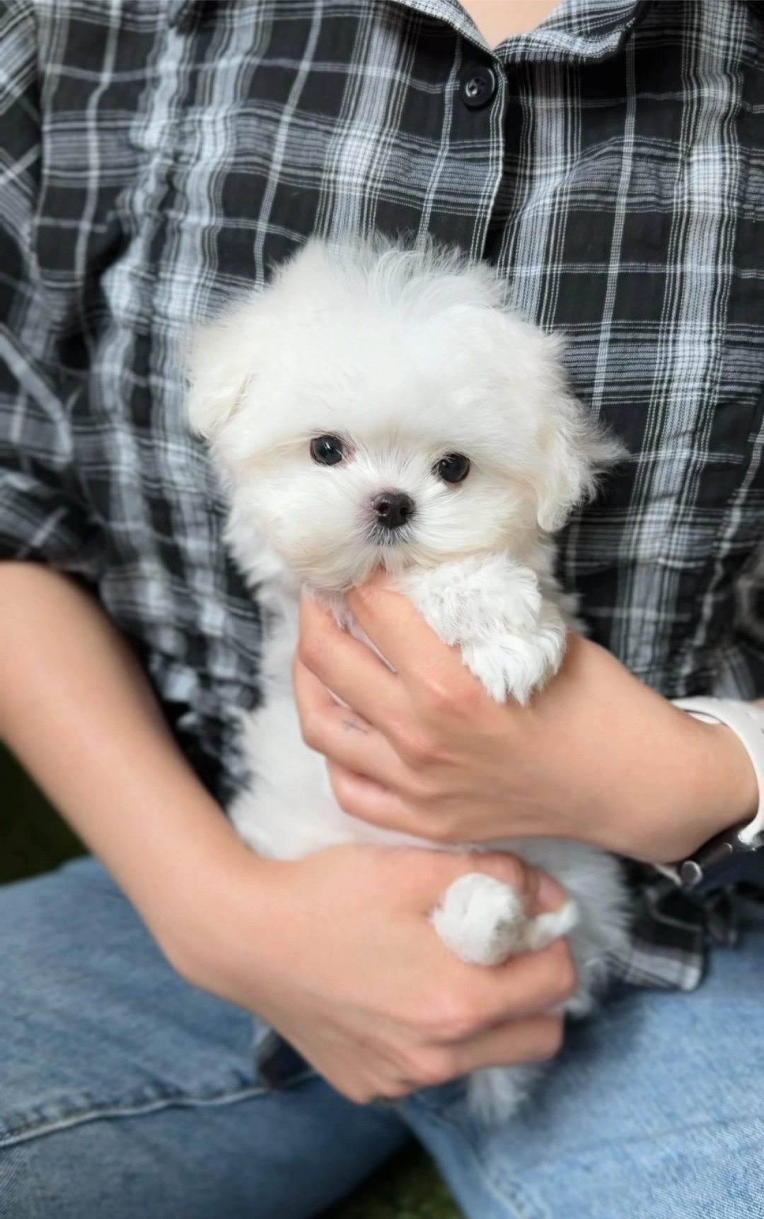 Madison - Micro Teacup Maltese