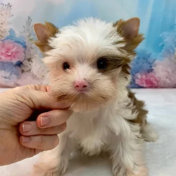 Neon - Toy Teacup Yorkie