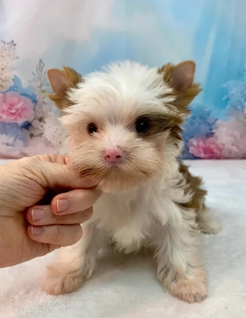 Neon - Toy Teacup Yorkie