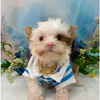 Neon - Toy Teacup Yorkie