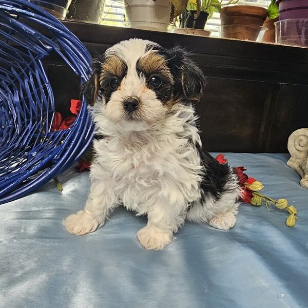 Adam-tiny Toy Maltipoo