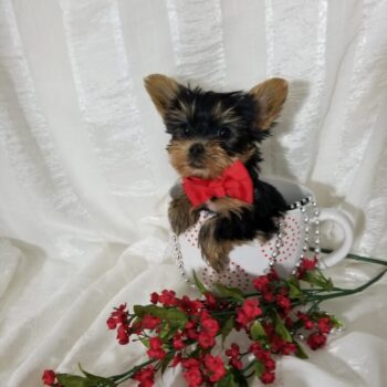 Ninja -  Teacup Toy Yorkie