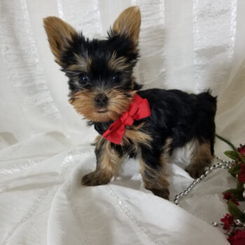 Ninja -  Teacup Toy Yorkie