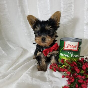 Ninja -  Teacup Toy Yorkie