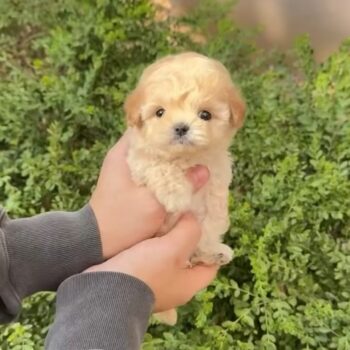 Adela - Teacup Maltipoo (copy)