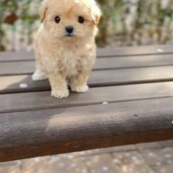 Adela - Teacup Maltipoo (copy)