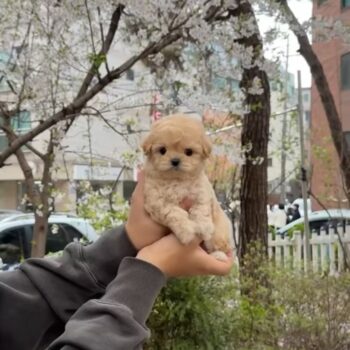 Adela - Teacup Maltipoo (copy)