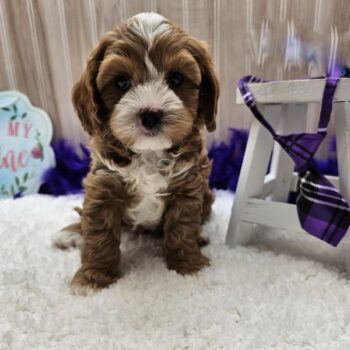 Azzuro - Tiny Toy Cavapoo