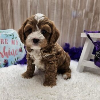 Azzuro - Tiny Toy Cavapoo