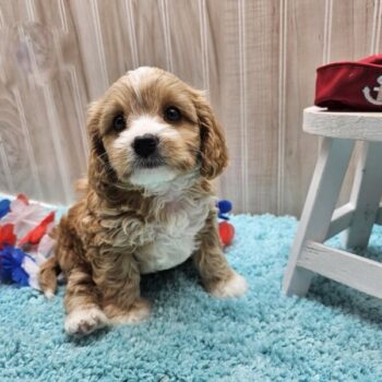 Amiro - Tiny Toy Cavapoo