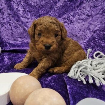 Aco - Toy Teacup Cavapoo