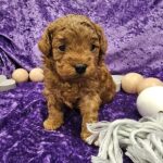 Aco - Toy Teacup Cavapoo