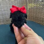 Tulip - Teacup Poodle