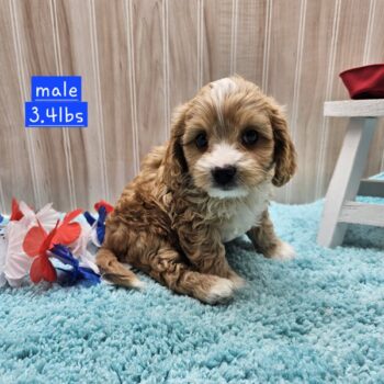 Amiro - Tiny Toy Cavapoo