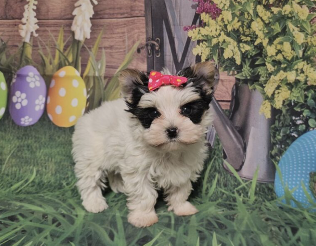 Nunie - Teacup Toy Yorkie