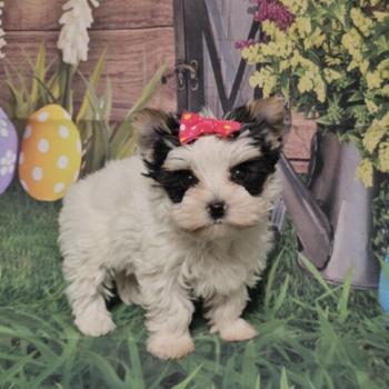 Nunie - Teacup Toy Yorkie