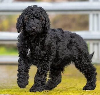 Tiana & Tessie - Standard Poodle