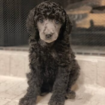 Tozzo - Tiny Toy Poodle (copy)