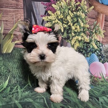 Nunie - Teacup Toy Yorkie