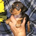 Levi - Mini Pinscher