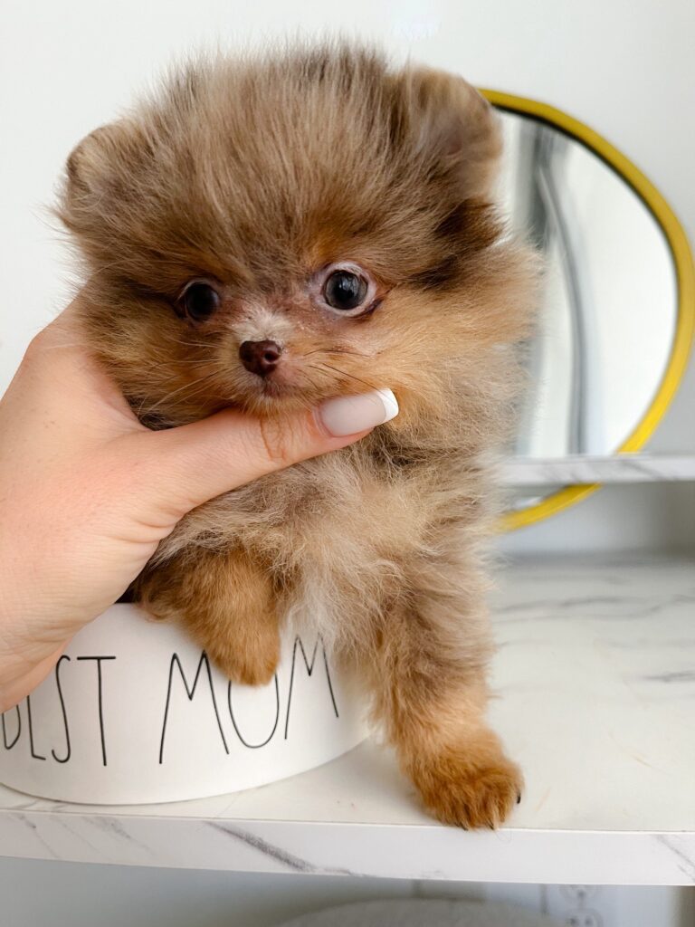 Pronto- Tiny Toy  Pomeranian