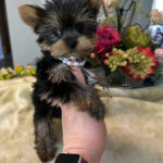 Netty – Teacup Yorkie For Sale