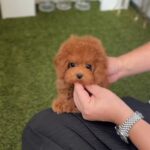 Taylor - Teacup Poodle (copy)