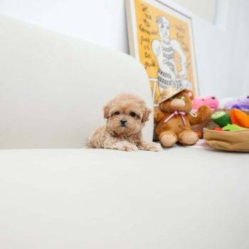 Addie - Toy Teacup Maltipoo