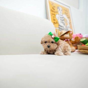 Addie - Toy Teacup Maltipoo