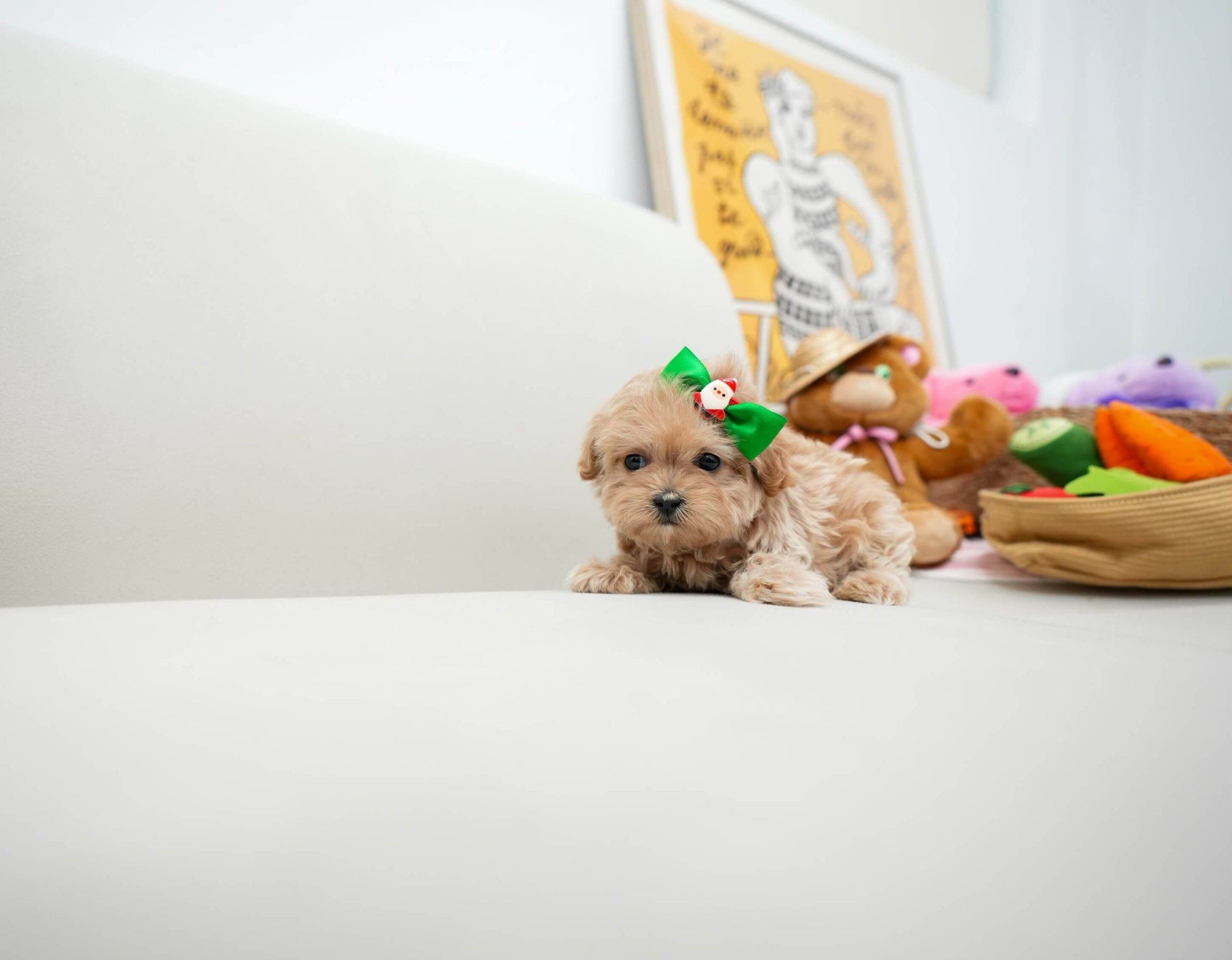 Addie - Toy Teacup Maltipoo