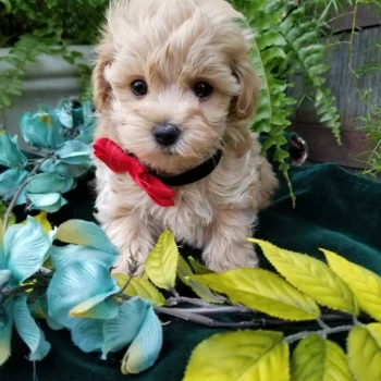 Apollo - Teacup Toy Maltipoo