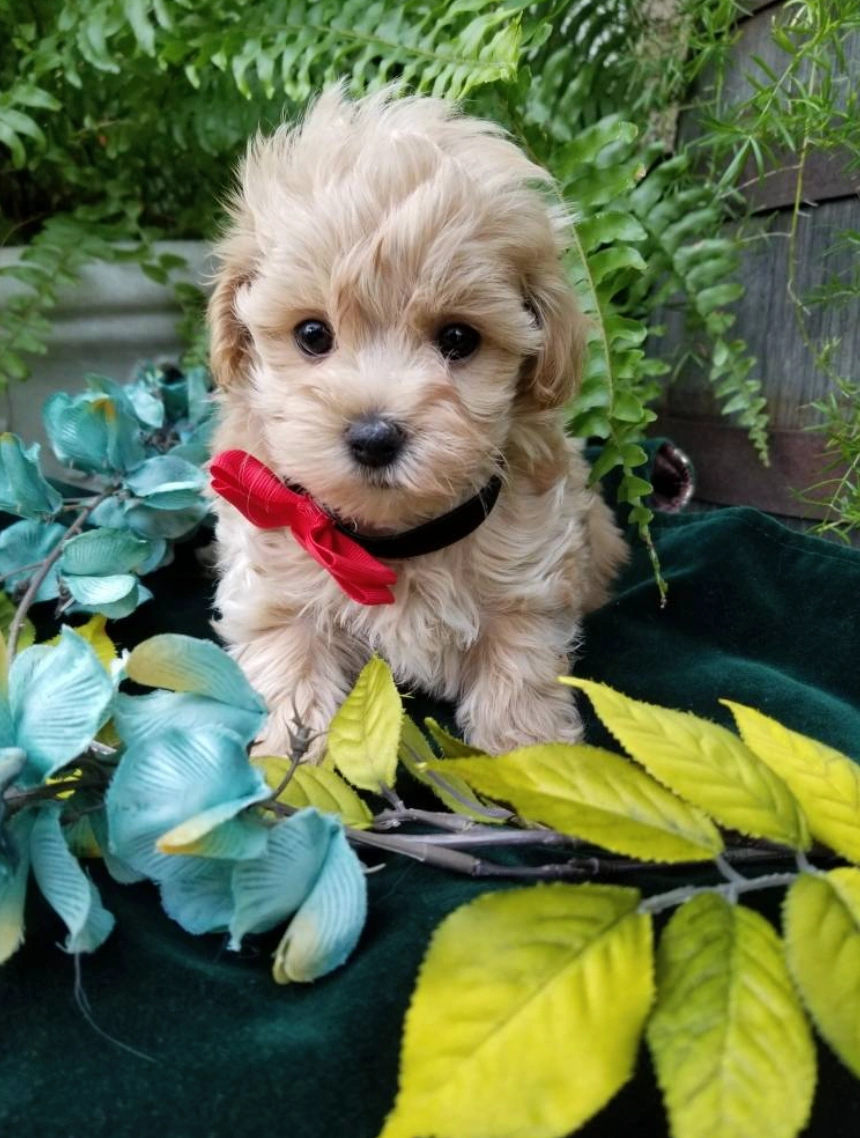 Apollo - Teacup Toy Maltipoo