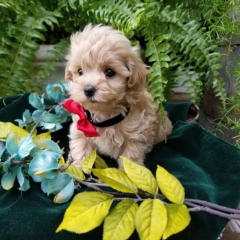 Apollo - Teacup Toy Maltipoo