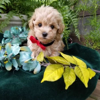 Apollo - Teacup Toy Maltipoo