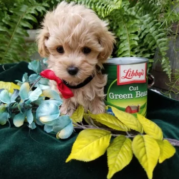 Apollo - Teacup Toy Maltipoo